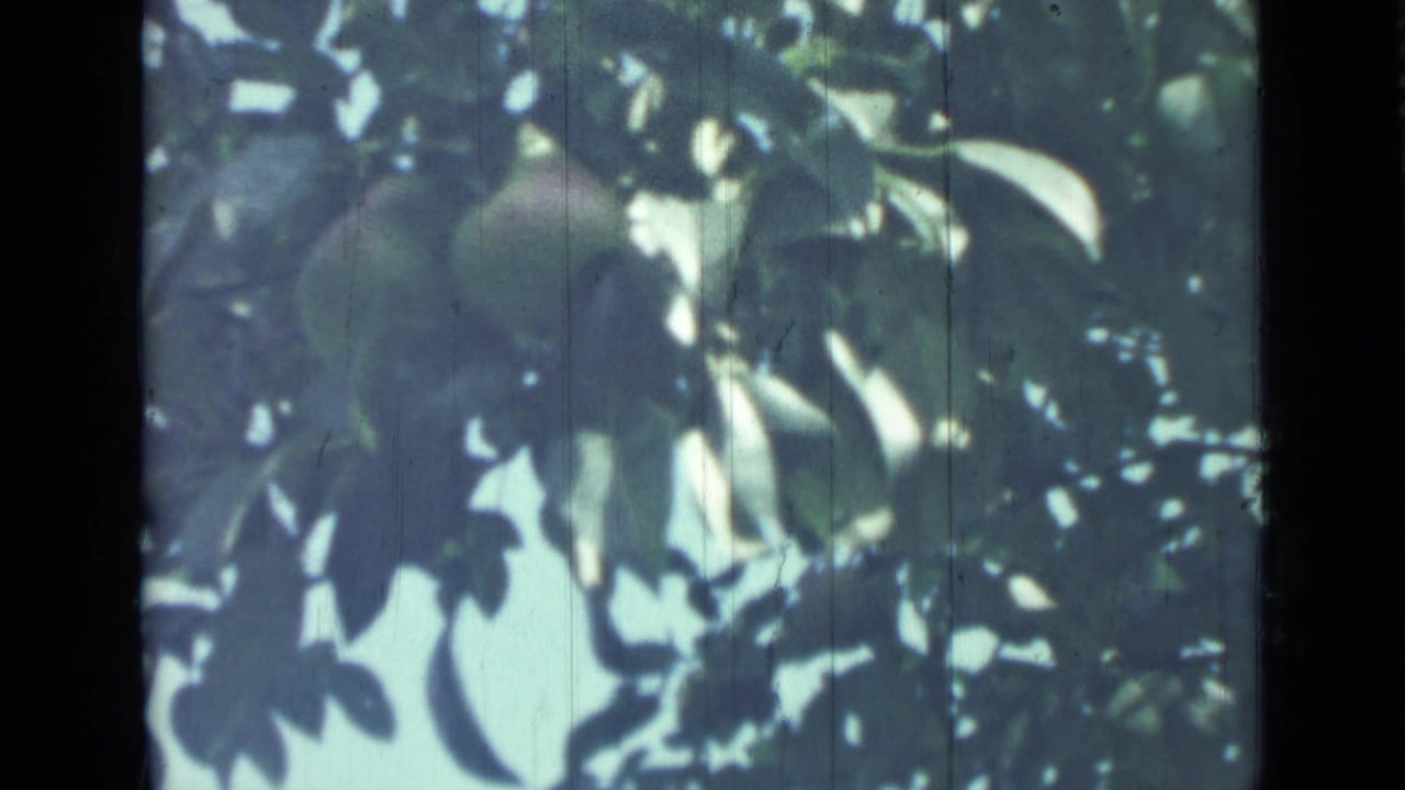 Round fruit hanging among green leaves with blue sky showing through the canopy.