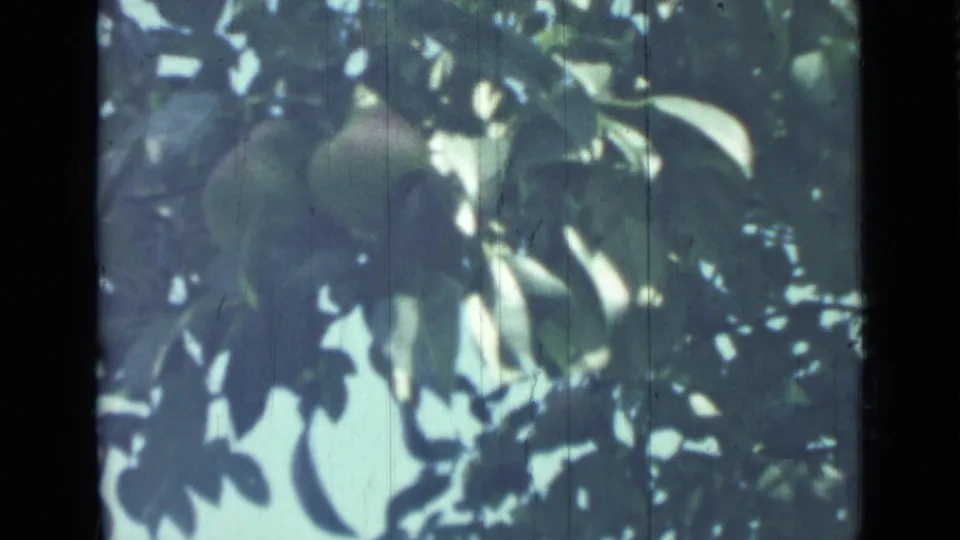 1967 8mm home-movie frame from the supplied Saint Petersburg metadata showing round fruit in a leafy tree against patches of blue sky.