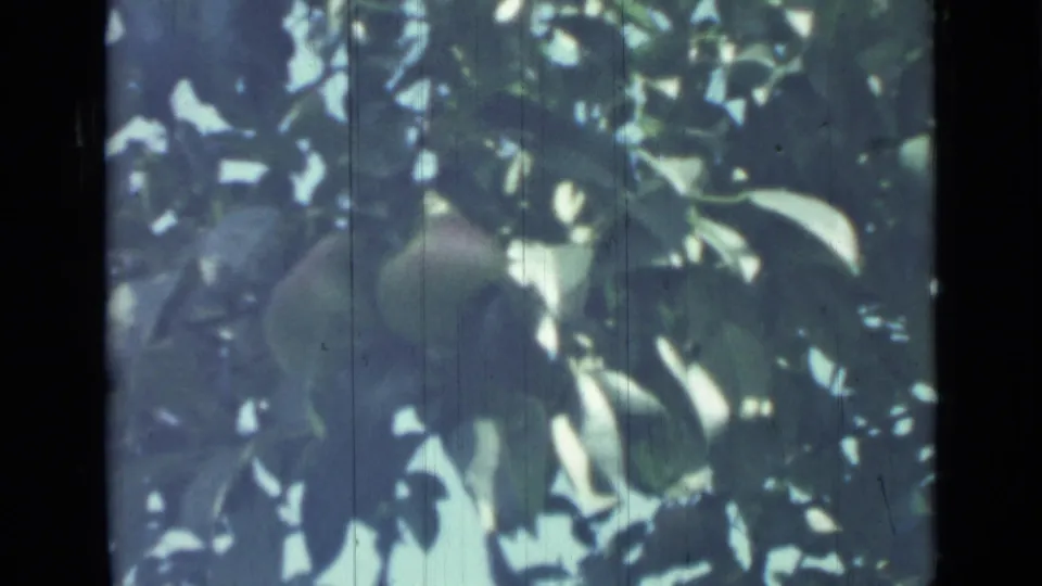 Soft 8mm frame, supported by the clip metadata as Saint Petersburg in 1967, showing fruit partly hidden by green foliage.
