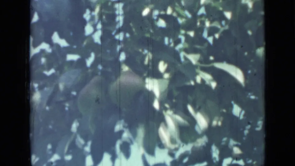1967 home-movie frame showing a darker round fruit below dense leaves, with blue sky and soft color fading visible.