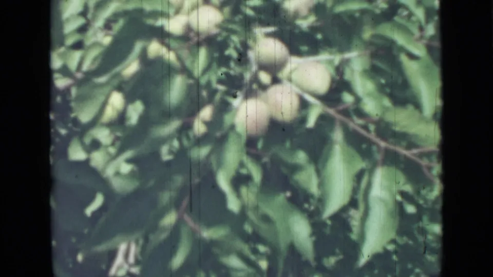 End frame from the 1967 8mm clip showing pale round fruit clustered on branches within dense green foliage.