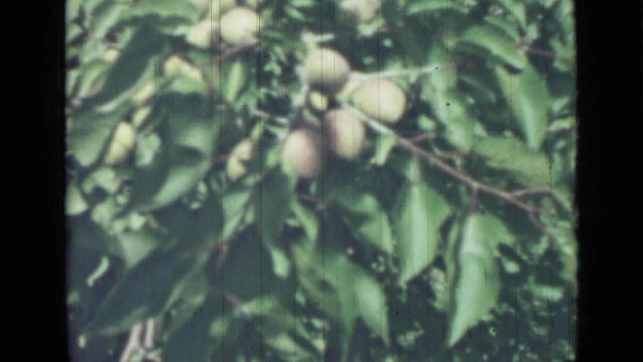 1967 8mm frame showing round fruit clustered on leafy branches, with soft focus and visible film wear.