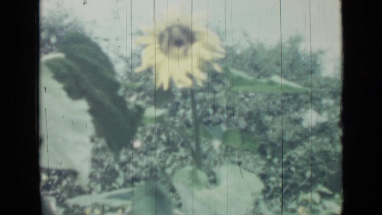 Yellow sunflower above dense green garden foliage.