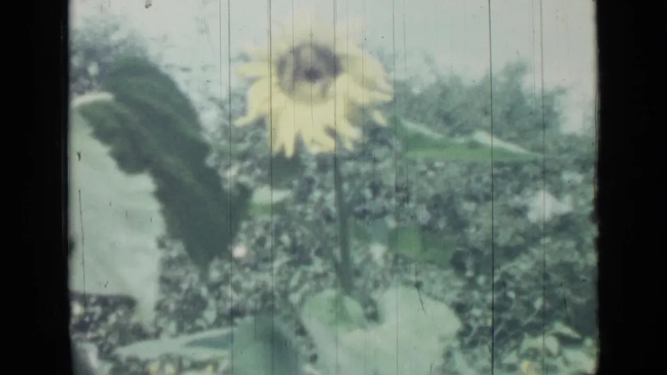 1967 8mm garden view with a yellow sunflower head rising over leafy plants and faded color texture.
