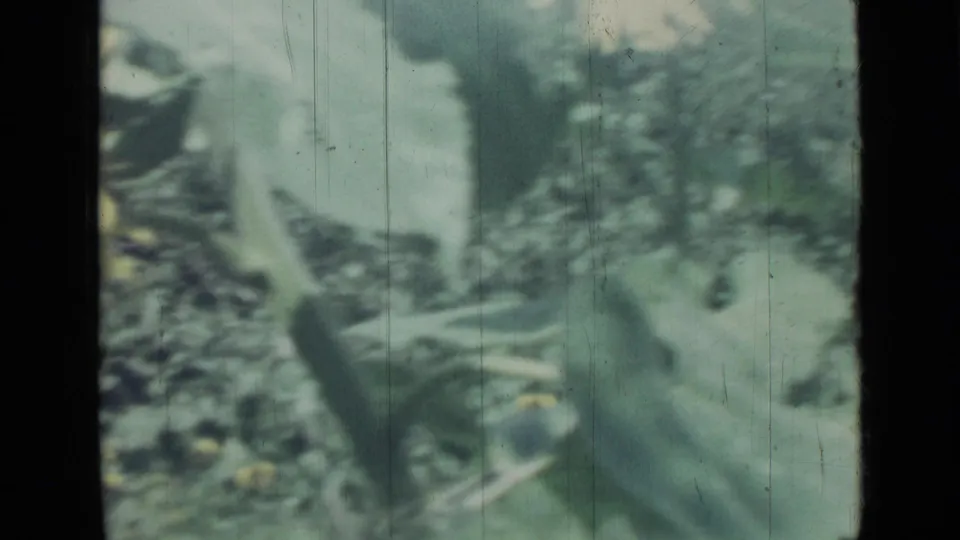 1967 8mm frame of broad leaves and dense foliage, with muted color, blur, and visible film scratches.