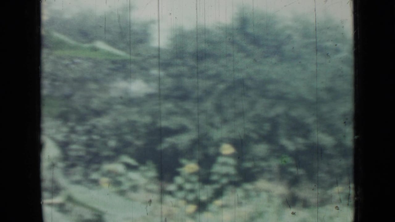 1967 8mm frame from Saint Petersburg showing a soft green garden bed, foliage, and a small yellow flower through scratched film.