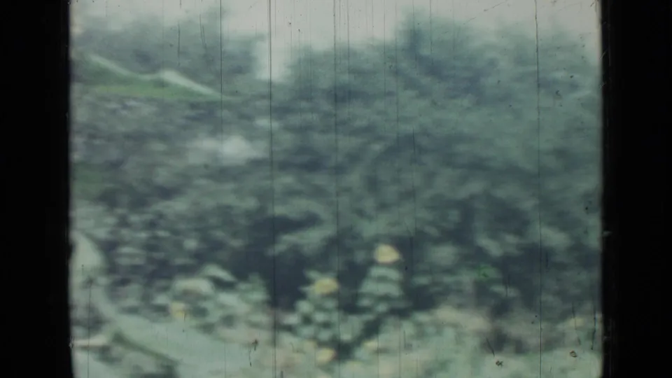 1967 8mm frame from Saint Petersburg showing a soft green garden bed, foliage, and a small yellow flower through scratched film.