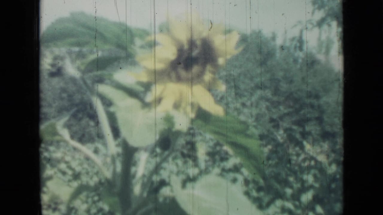 Close view of a yellow sunflower-like bloom above dense green garden foliage.