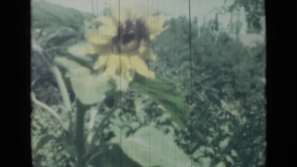 Soft 8mm close-up of a yellow flower and leafy garden growth, consistent with the 1967 Saint Petersburg home-movie metadata.
