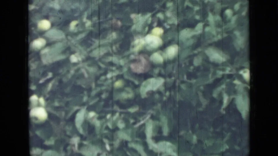 1967 8mm home-movie frame from Saint Petersburg showing leafy apple branches with clusters of pale green fruit.