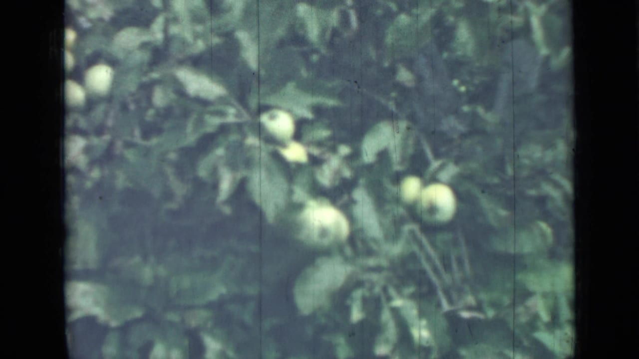 Clusters of green apples among dense leaves in a dark-edged film frame.