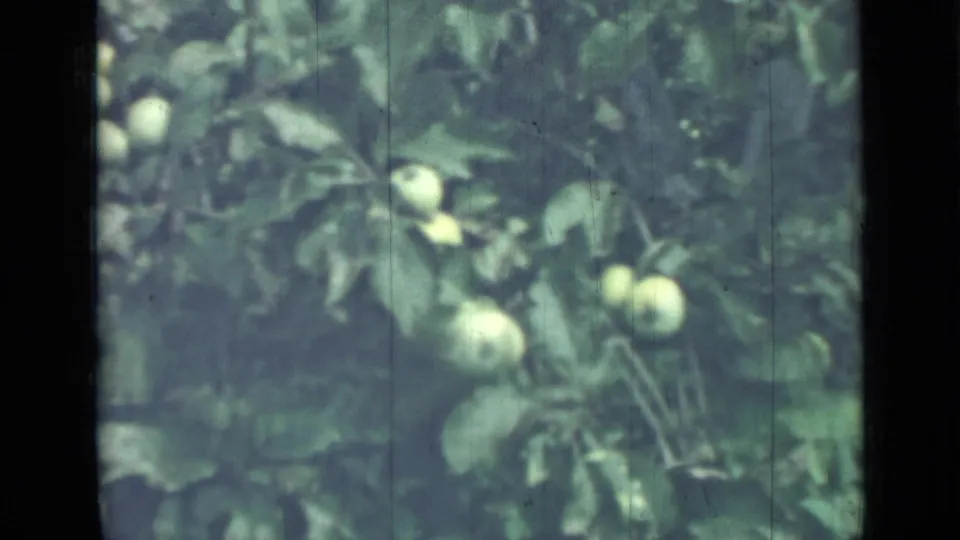 Apple clusters and foliage appear in soft 8mm color within the Saint Petersburg 1967 home-movie footage.