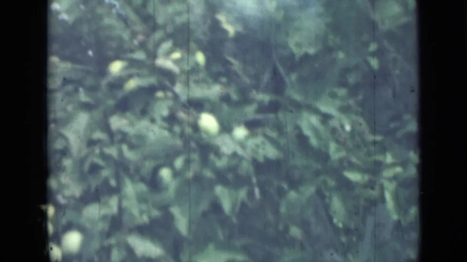 A handheld 1967 garden view shows green apples and leaves softened by 8mm grain and age marks.