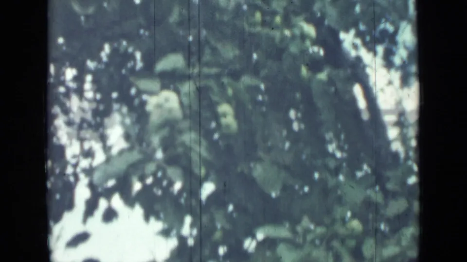 The final 1967 Saint Petersburg frame shows apple foliage, green fruit, and patches of sky through the branches.