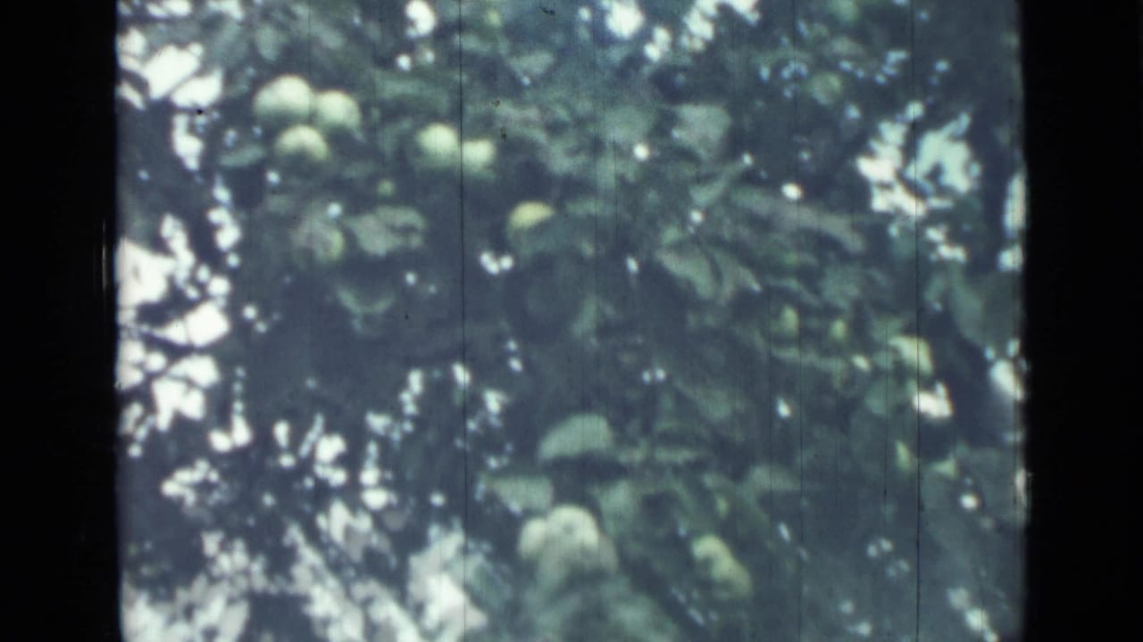 Green fruit and leaves on tree branches with bright sky behind them.