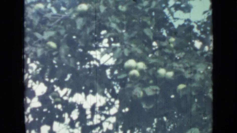 Saint Petersburg 1967 home-movie frame showing clusters of green fruit in foliage, with bright backlight and 8mm film texture.