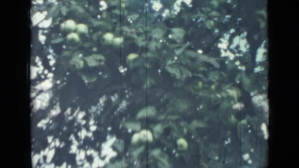Soft 8mm frame of green fruit growing among dense foliage, supported by metadata as Saint Petersburg, Russia in 1967.