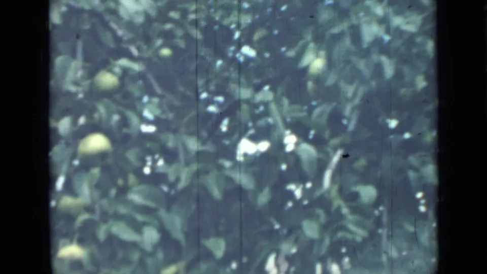 1967 8mm home-movie frame showing green fruit and leaves in a backlit tree canopy, with visible grain and scratches.