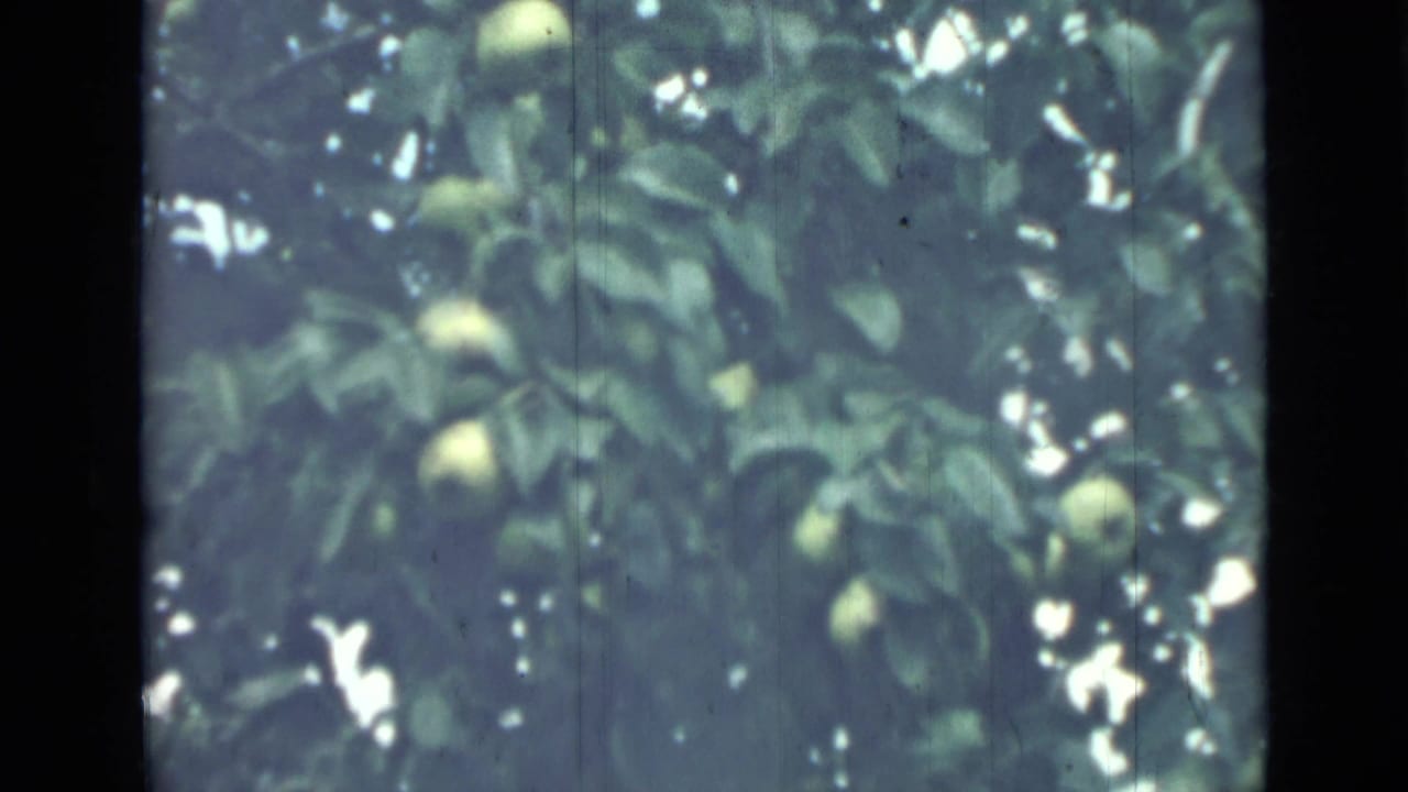 Green fruit and leaves on a sunlit tree, softly focused with dark film edges.