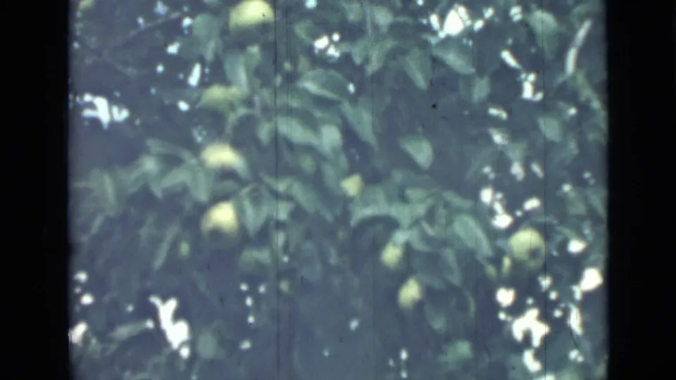 1967 Saint Petersburg 8mm frame showing green apples or similar fruit among dense leaves, with bright sky gaps and soft archival focus.