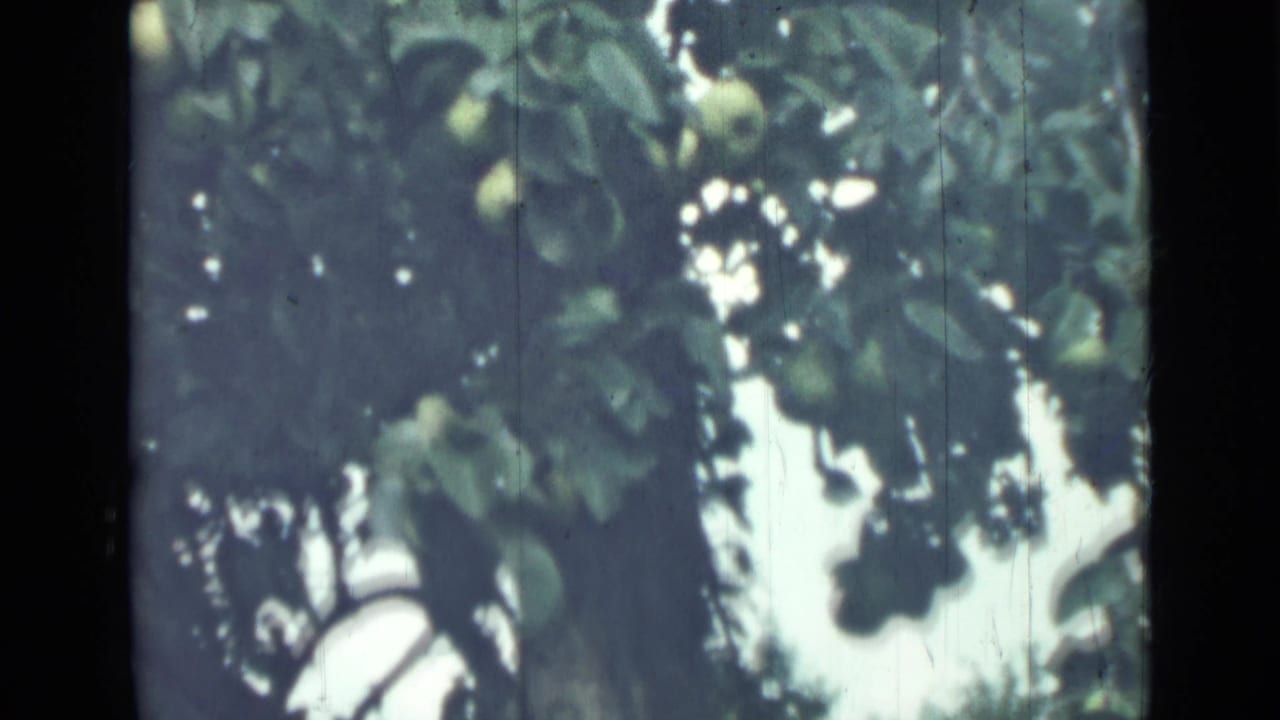 Leafy fruit tree canopy with several pale green round fruits and bright sky behind.