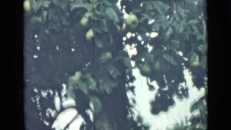 1967 Saint Petersburg home-movie frame of a fruit tree canopy, with pale green fruit partly hidden by leaves and mottled sunlight.