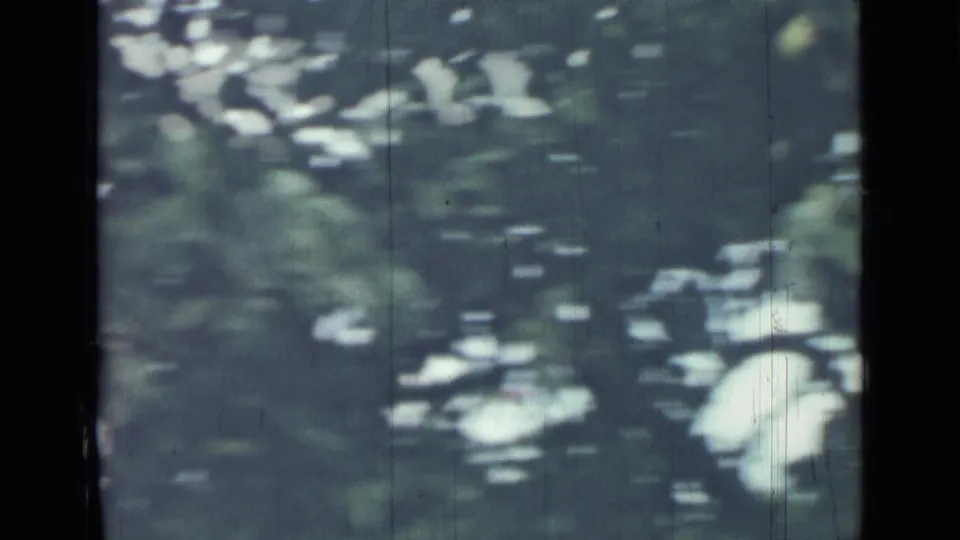 Soft 8mm frame from the 1967 Saint Petersburg clip, showing blurred foliage, shadowed leaves, and bright patches through the tree.