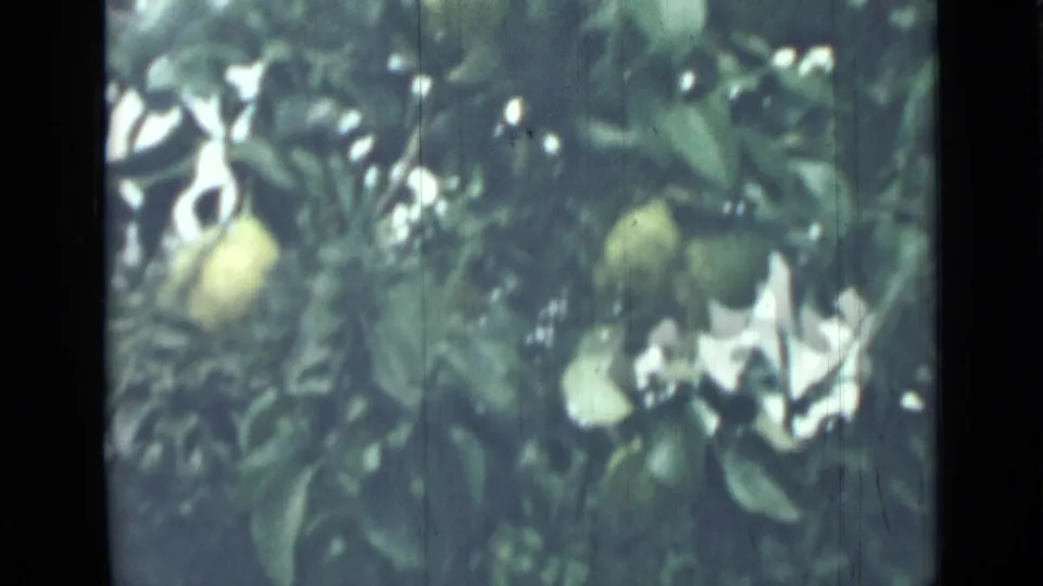 1967 Saint Petersburg 8mm frame showing several green apples or similar fruit clustered among leaves, with sunlit sky behind the branches.