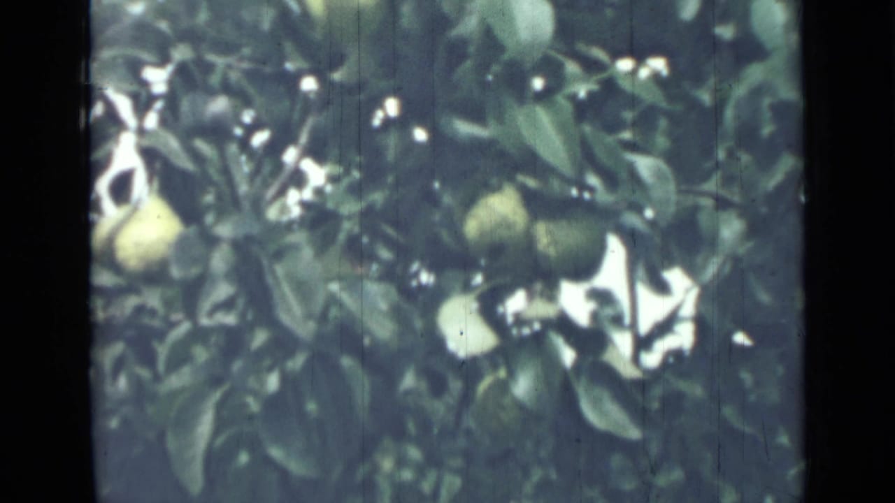 Pears hanging among leafy branches with soft daylight and film grain.