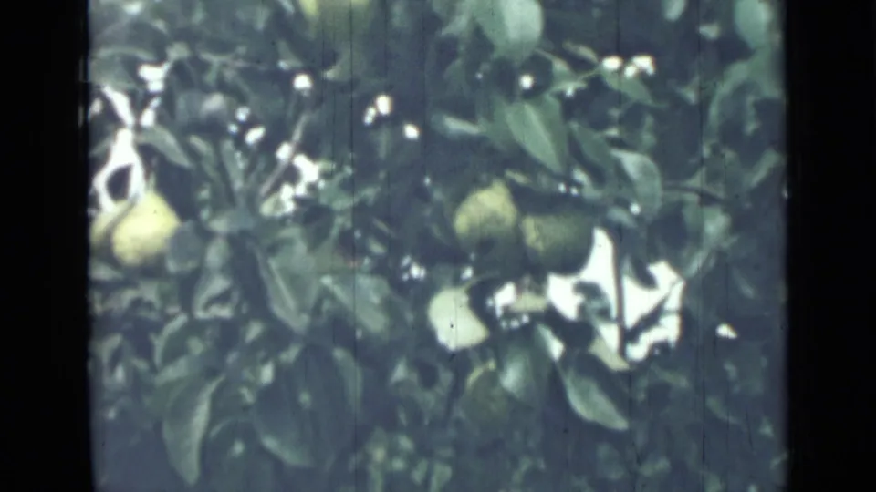 1967 8mm frame from Saint Petersburg showing pale pears among dense green leaves, with soft focus and faded color.