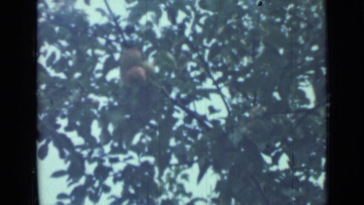 Red apple partly hidden in dark leaves against patches of blue sky.