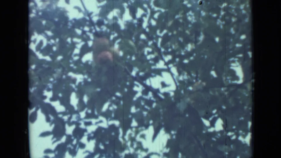 1967 8mm frame from Saint Petersburg showing a red apple partly obscured by foliage and sky gaps.