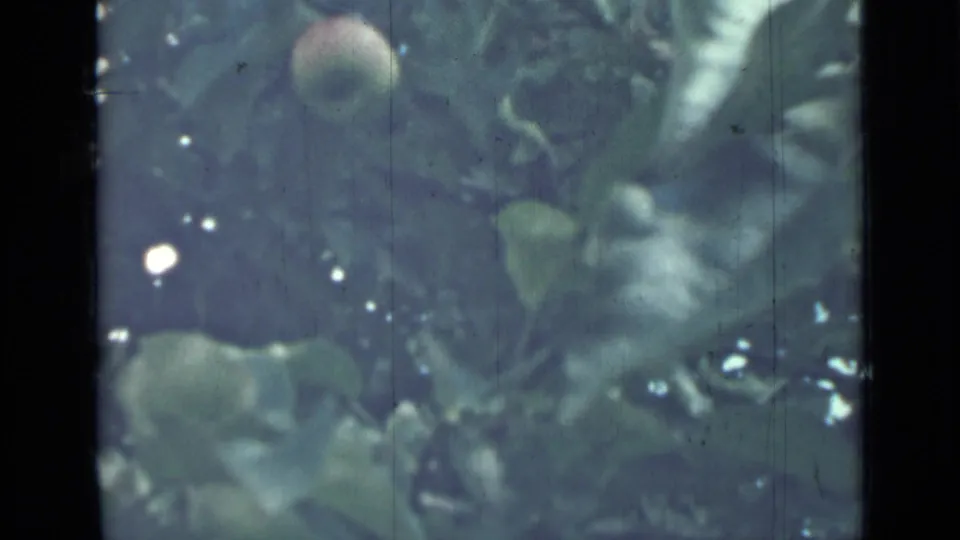 1967 8mm frame from Saint Petersburg showing a red apple framed by green leaves and bright sky openings.
