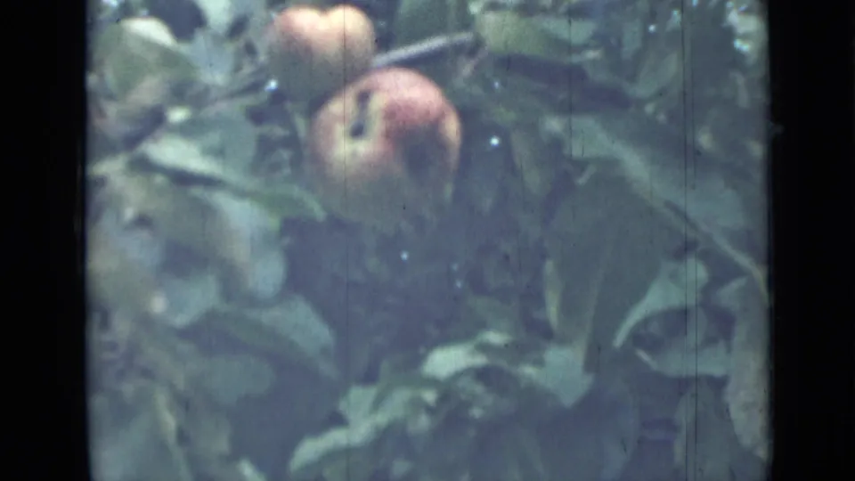 1967 8mm frame from Saint Petersburg showing two red apples close together among leafy branches.