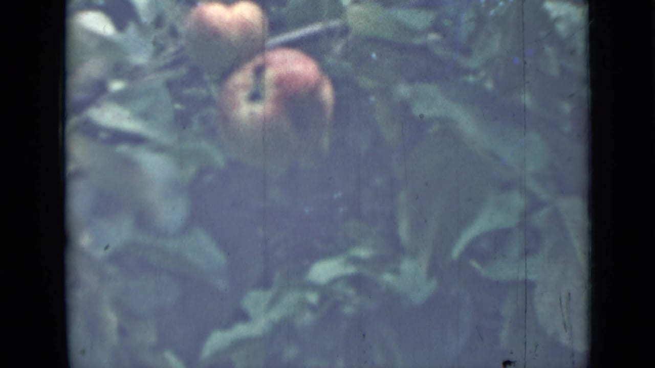 1967 8mm home-movie frame from Saint Petersburg metadata showing apples hanging among dense green leaves.