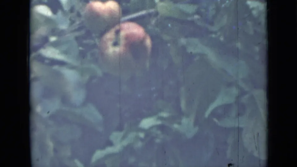 1967 8mm home-movie frame from Saint Petersburg metadata showing apples hanging among dense green leaves.