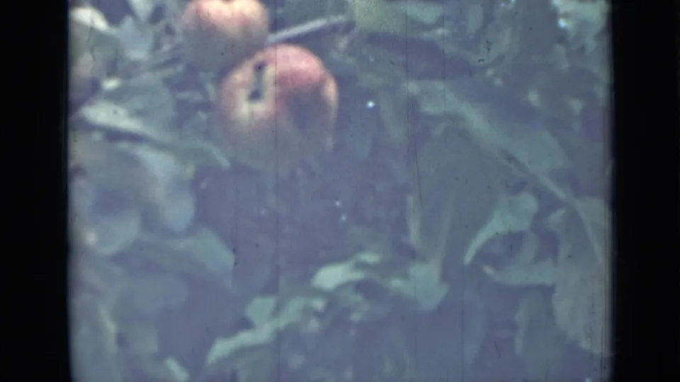 Close view of apples on a tree, with green foliage and visible 8mm film texture from the 1967 Saint Petersburg clip metadata.