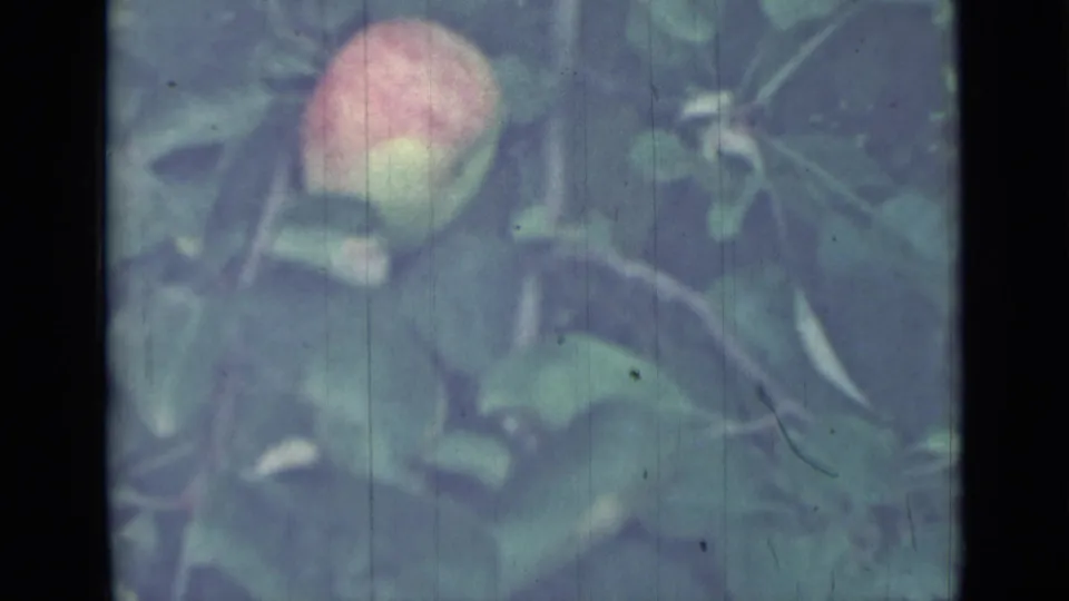 A red-yellow apple sits near the center of a leafy tree close-up in archival 8mm footage identified as Saint Petersburg, 1967.