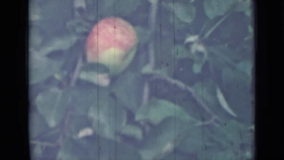 The final frame shows an apple among leaves and branches, with muted 8mm color and wear consistent with the 1967 home-movie source.