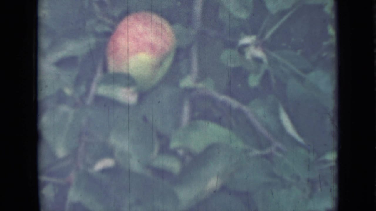 Soft close-up of a peach-colored fruit among green leaves and branches.