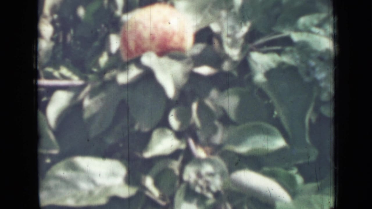 Fruit near the top of the frame surrounded by dense leaves.