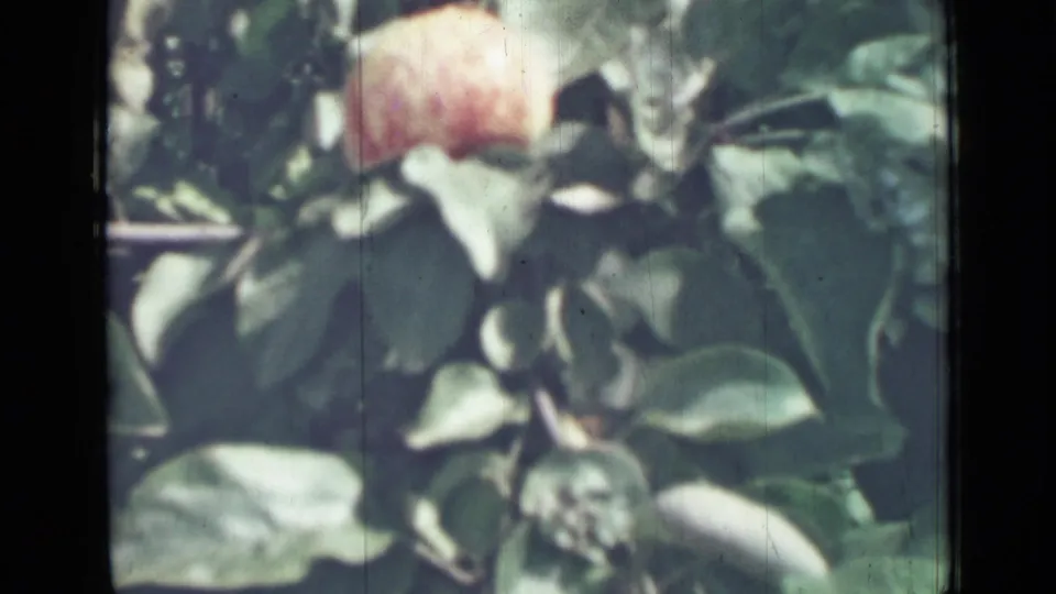 A peach-colored fruit hangs at the top of a leafy branch in soft 1967 8mm home-movie footage.
