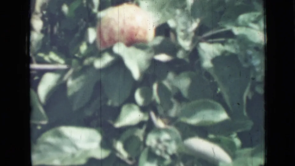 Final 8mm frame holds on the fruit and surrounding leaves, with faded color and visible film texture.
