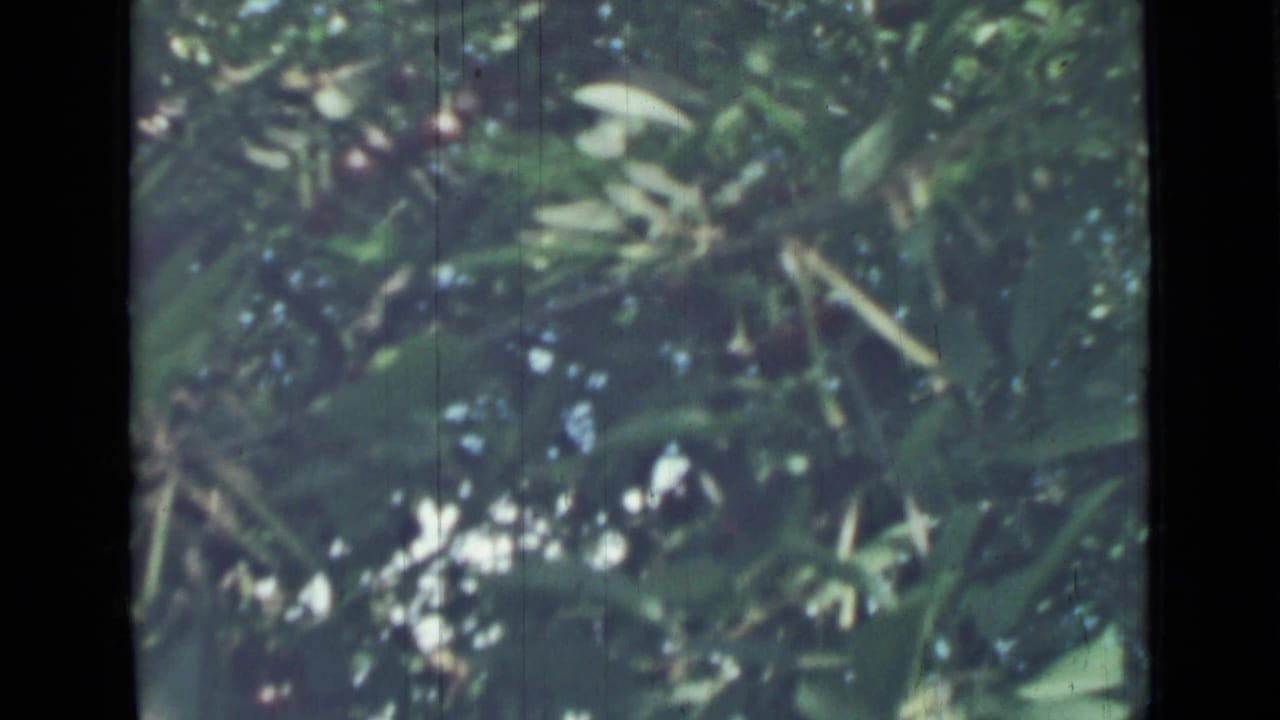 Green leafy branches with small red fruit in soft sunlight.