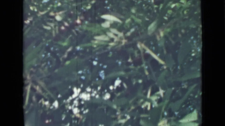 1967 Saint Petersburg home-movie frame showing green leaves, thin branches, and small red fruit in dappled light.