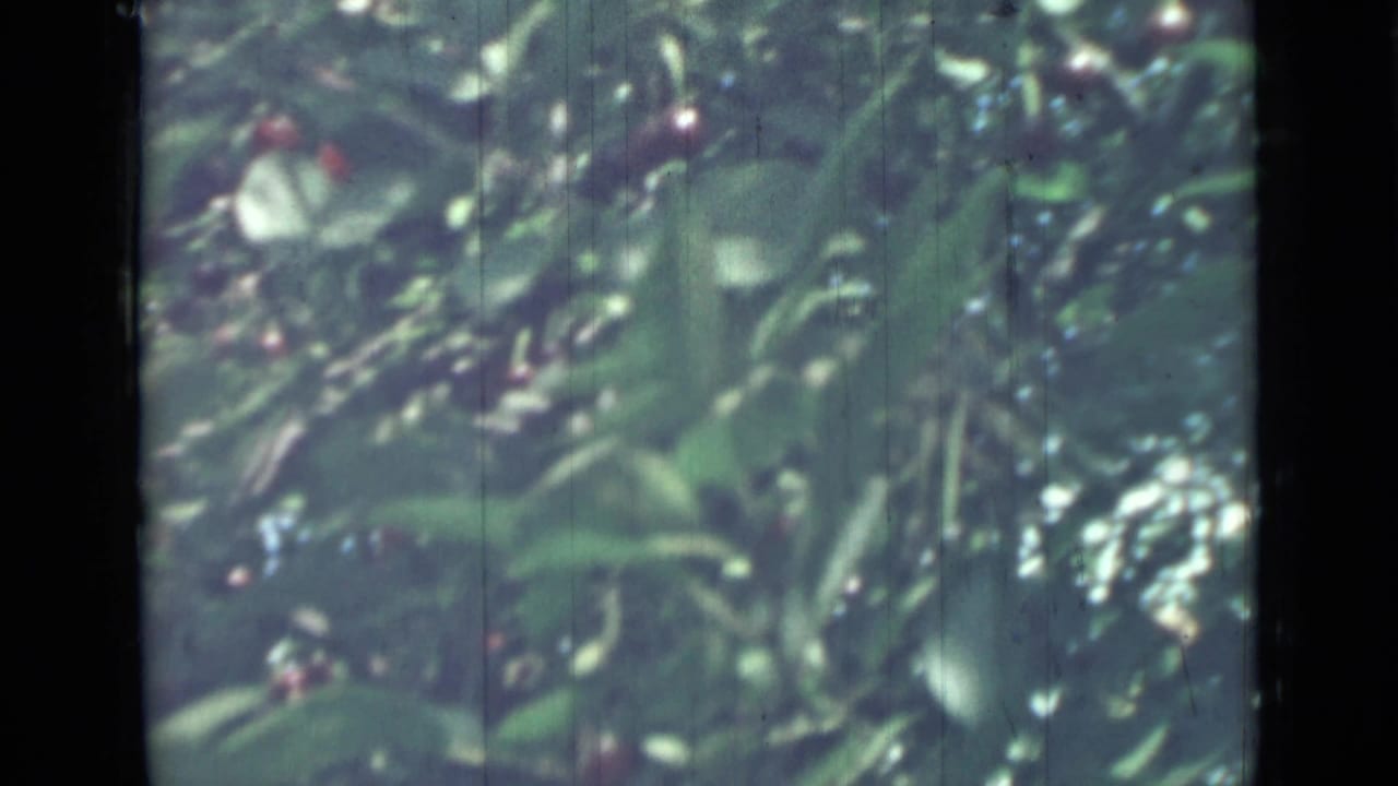 Dense green foliage with scattered red fruit and bright highlights.