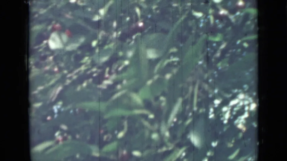 1967 Saint Petersburg foliage shot with red fruit clusters, sunlit leaves, and soft 8mm color fading.