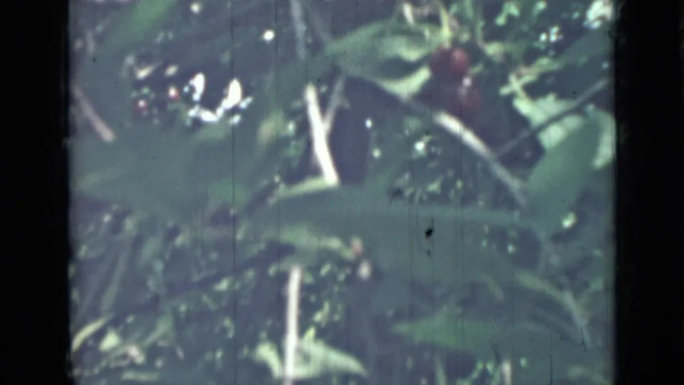 1967 Saint Petersburg home-movie frame with shaded leaves, pale branches, and a few small red fruits.