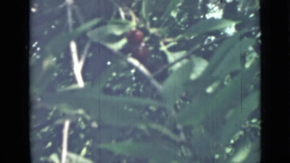 1967 Saint Petersburg 8mm frame showing leafy branches, small red fruit, and filtered daylight through the canopy.