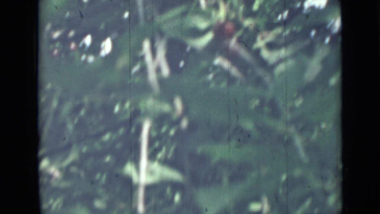 Soft-focus apple tree foliage with a small red apple among green leaves.